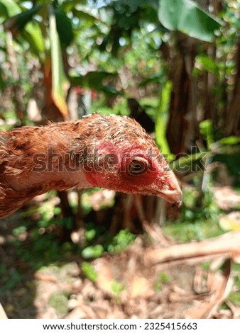 the head of the rooster is slightly reddish in color and the eyes are round and the feathers have not fully grown