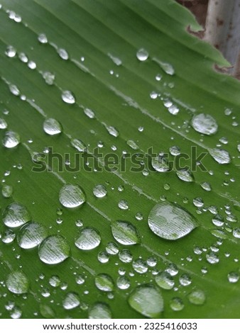 Blurry and grainy picture with some noise of wet banana leaf after rain, with raindrops on it