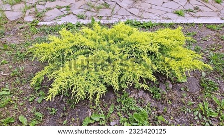 Young seedling Juniperus media Gold Star, planted in the garden under the bright sun, extraordinarily beautiful yellow and green color