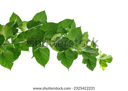 Mulberry leaves and branches with blurry background Royalty-Free Stock Photo #2325422231