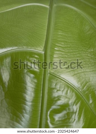 
leaf fibers on the love wave flower