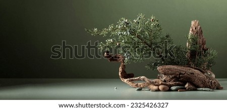 North nature scene with a composition of juniper, stones, and dry snags. Neutral green background for product branding, identity, and packaging. Natural pastel colors. Copy space, front view. Royalty-Free Stock Photo #2325426327