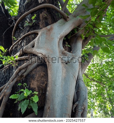 Strangler Fig Tree. This tree wraps around and grows up a host tree, eventually engulfing and killing the host. Uttarakhand India. Royalty-Free Stock Photo #2325427557