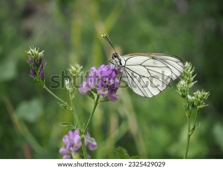 Butterfly on hybrid alfalfa flower. Black-veined white or Aporia crataegi. Royalty-Free Stock Photo #2325429029