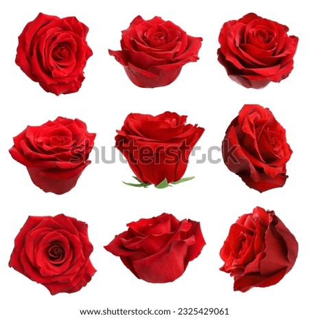 Set with red rose buds isolated on white Royalty-Free Stock Photo #2325429061
