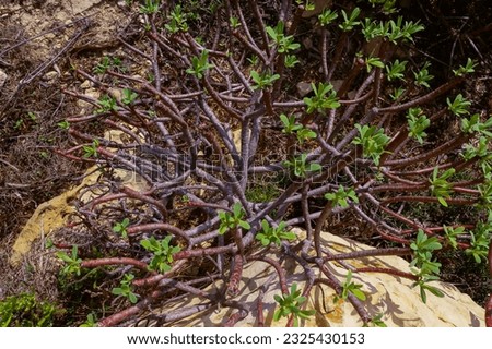 Euphorbia sp., poisonous succulent plant with succulent stem on erosional coastal cliffs of Gozo island, Malta Royalty-Free Stock Photo #2325430153