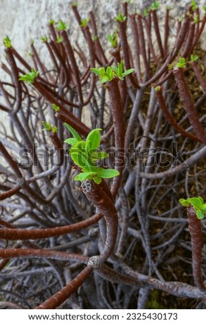 Euphorbia sp., poisonous succulent plant with succulent stem on erosional coastal cliffs of Gozo island, Malta Royalty-Free Stock Photo #2325430173