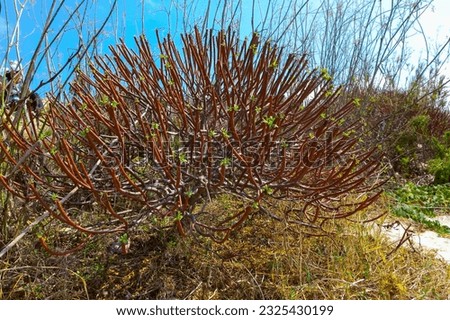 Euphorbia sp., poisonous succulent plant with succulent stem on erosional coastal cliffs of Gozo island, Malta Royalty-Free Stock Photo #2325430199
