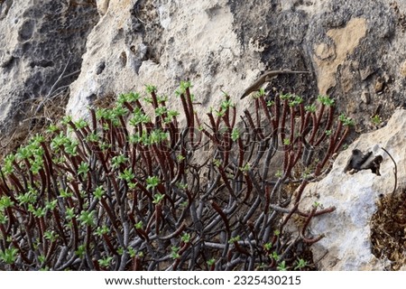 Euphorbia sp., poisonous succulent plant with succulent stem on erosional coastal cliffs of Gozo island, Malta Royalty-Free Stock Photo #2325430215