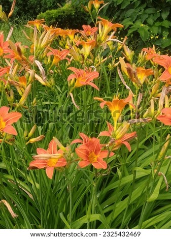 Orange lilies, daylilies, hemerocallis fulva, orange flowers, floral background Royalty-Free Stock Photo #2325432469