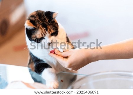 Calico cat standing up leaning on table with paws looking at raw meat treat from hand adorable cute eyes asking for food in living room doing trick