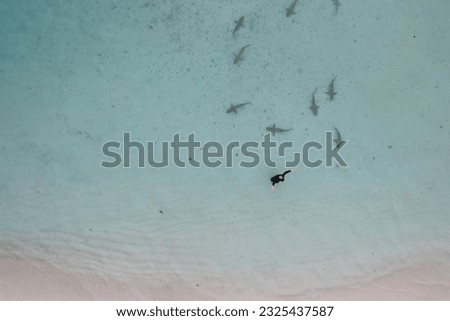 A view of young brave tourist woman standing among reef sharks. Aerial view of woman and black tip coral reef shark in Wayag, Raja Ampat, West Papua, Indonesia. 
