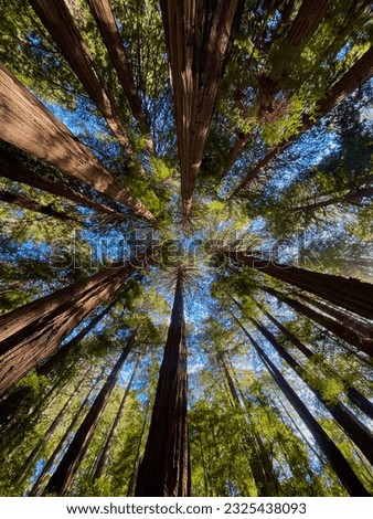 Beautiful, lush Redwood trees from ground view in Redwood Park National Forest in California on a sunny day Royalty-Free Stock Photo #2325438093