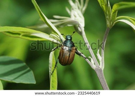 Dune chafer (Anomala dubia). Family Scarabs, scarab beetles (Scarabaeidae). in a shrub in a Dutch garden. June, Summer                                Royalty-Free Stock Photo #2325440619