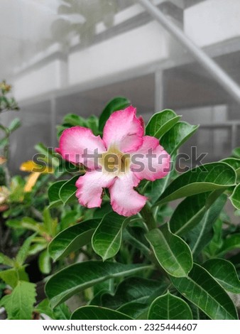 photo of pink azalea flower.