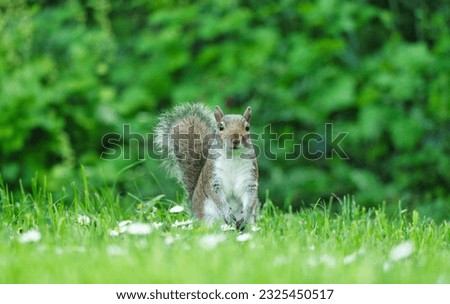 Cute Squirrel in Grass Seeking Food at Wardown Public Park of Luton, England UK