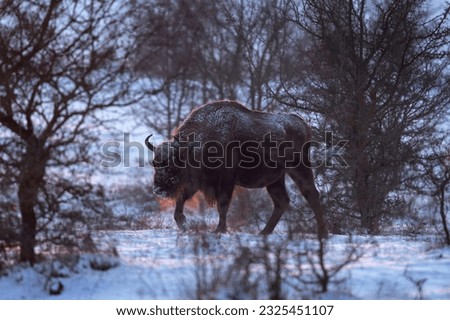 European bison during winter. Bison among the bushes. European nature. Big brown bull on the meadow. 