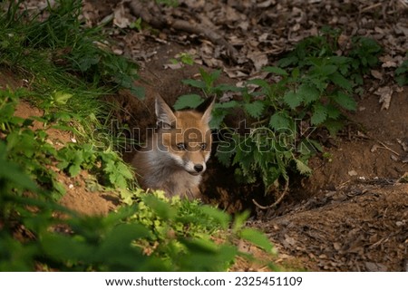 Red fox near the burrow. Small foxes in the european forest are playing. Wildlife in Europe. Cute small animals during day. 