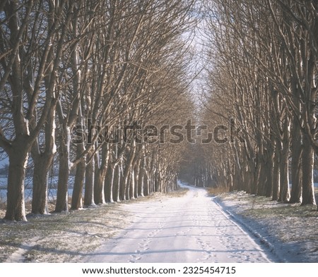 Winter snowy road with trees