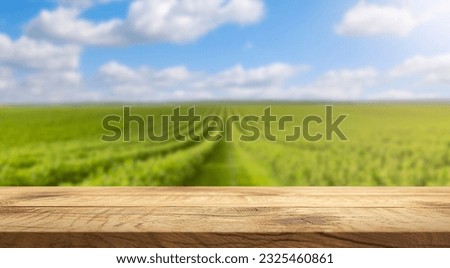 Empty wooden surface on the background of a vineyard on a bright sunny day. Empty space to insert a product.