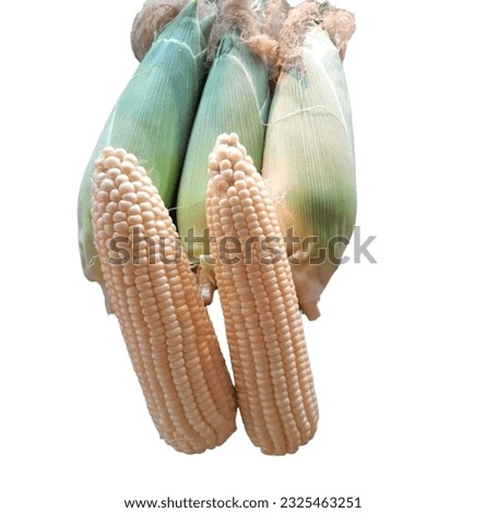 I have 5 uncooked ears of corn.