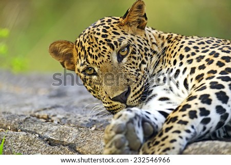 Leopard in the wild on the island of Sri Lanka Royalty-Free Stock Photo #232546966