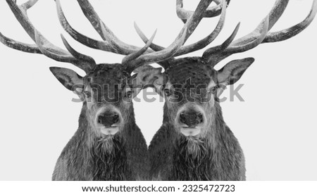 Two Beautiful Big Deer Head On The White Background 