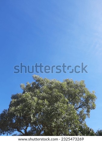 a tree with a beautiful  blue sky