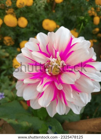 Closeup Pink Dahlia Flower - Beautiful nature in the garden - picture from Doi angkhang Chiangmai thailand