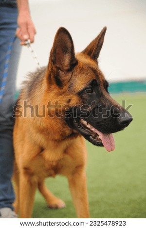 beautiful photograph of a beautiful German shepherd dog.