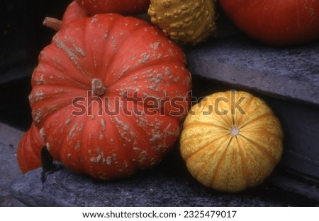 autumn harvest, pumpkins, pumpkin, leaves, seeds, fall, thanksgiving, halloween,