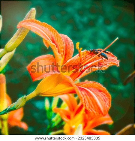 Nature's Dance: A vibrant orange lily holds the delicate embrace of a curious wasp, capturing the beauty and harmony that exists between unexpected companions.