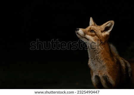 An urban fox at night time with a clean, dark, black background.