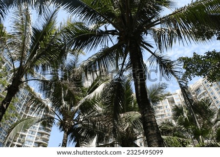 The silhouette view of palm trees at the park.