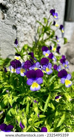 Pansy Flowers in the countryside