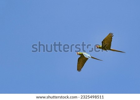 Exotic free flying Ara Papagei Couple Hyazinthara. Free Birds