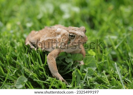 American Toad in the Grass