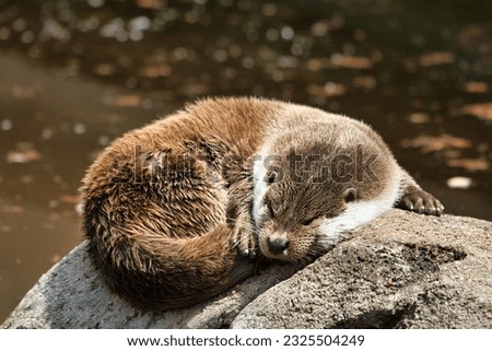 sleeping brown Otter Lutra lutra, free animal 