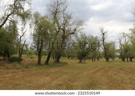 A field with trees and dirt road