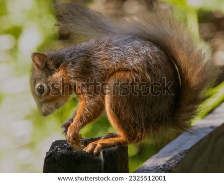 British red squirrel in the wild. Protected species endangered.