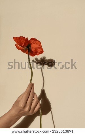 Female hand holds delicate red poppy flower stem on neutral tan beige background with hard sunlight shadows. Aesthetic close up view floral composition