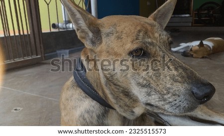 asian'dogs in the indonesian to guard the house and to hunt in the forest