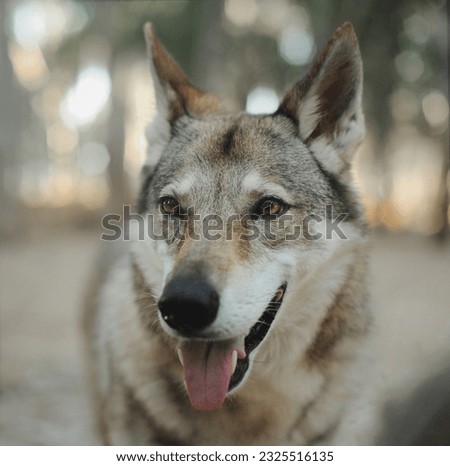 wolf dog in nature in the forest