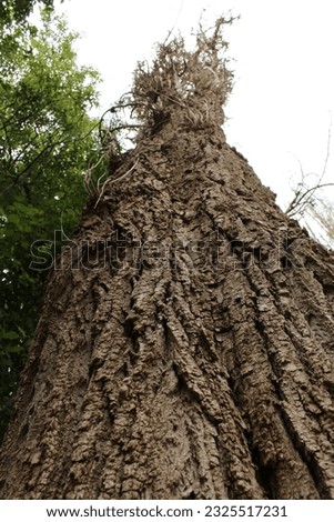 A close-up of a tree trunk