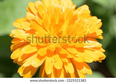 healthy marigold in the garden 