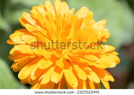 orange marigold glowing in the sun