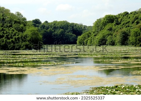 Bosherston lily ponds in Pembrokeshire