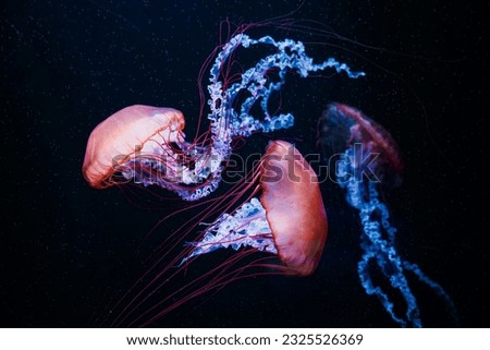 Colorful jellyfish floating in water Royalty-Free Stock Photo #2325526369