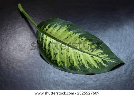 Large leaf dieffenbachia plant  on black background Dark green leaf with light pattern houseplant close up view Great background for your text or cosmetic product For catalog  banner postcard poster 