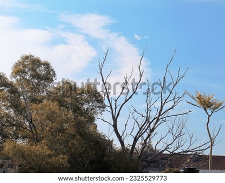 blue sky epic beauty trees autumn season cloud beautiful weather sunlight cinematic stock photo film look supernatural vibe